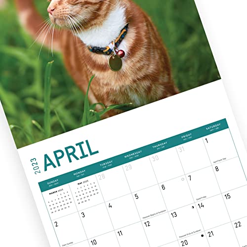 2023 Cats Wall Calendar By Bright Day, 12X12 Inch, Cute Adorable Pet Kitten Photography #TOP7