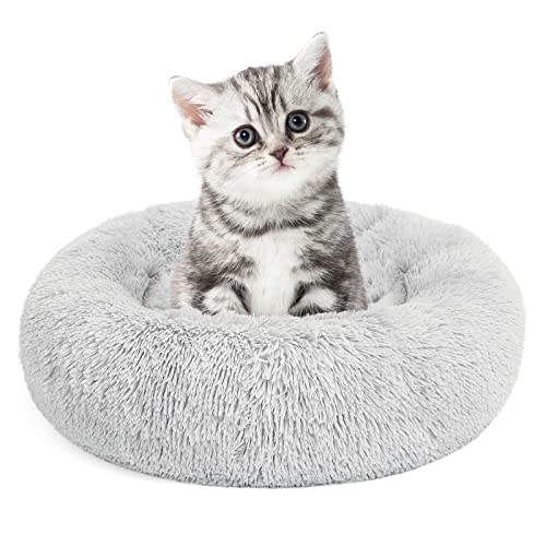 Kitten Bed The 15 best products compared Wild Explained