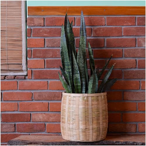 Image of Bamboo Basket - Versatile Indoor & Outdoor Use for Balcony, Terrace, Garden, Bedroom, Living Room, Cane planters for Indoor Plants, Christmas Tree Collar (Large)