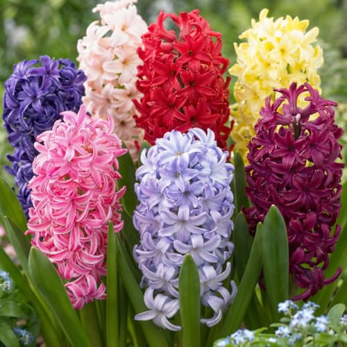 Collezione di giacinti profumati (15 bulbi), 5 varietà, 3 di ogni colore, perenne, bulbi di fiori resistenti al freddo, miscela olandese per giardino, vaso, vetro (grandi di giacinto, non semi)