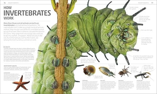 Explanatorium of Nature: Where the Wonders of the World are Revealed (DK Explanatorium) - Image 5