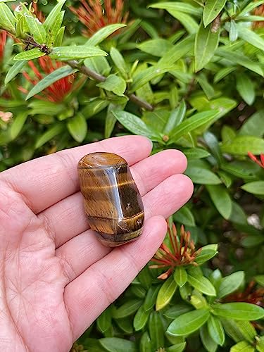 Image of 1 /2 LB Tiger Eye Tumbled Stones, Polished Natural Tiger Eye Gemstone, Tiger Eye Healing Crystals (Tiger Eye)