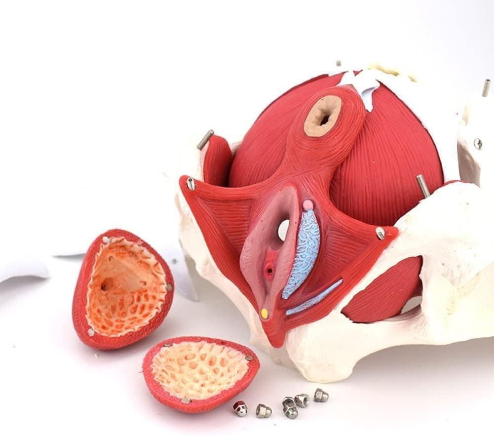 Abnehmbares weibliches Beckenmodell, anatomisches Modell des weiblichen Beckenbodenmuskels für den Unterricht im Display-Lernen