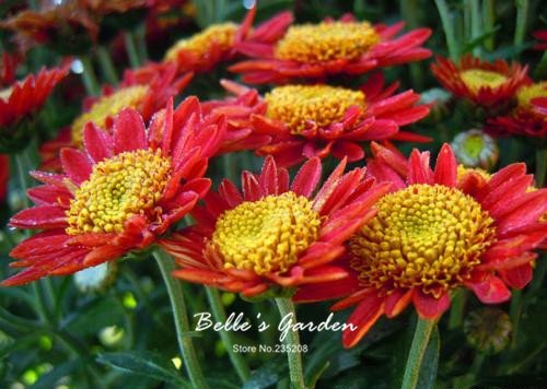 Graines de marguerites multicolores Plantes rustiques Graines de fleurs de marguerite Bellis Tasso Fleurs ornementales exotiques Graines de bonsaï Paquet de 500 graines