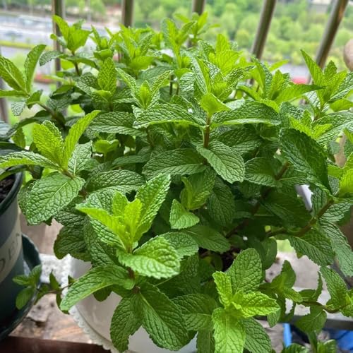 semillas de menta verde, para camas elevadas de menta, resistentes productos sostenibles comprar variedades antiguas 500pcs