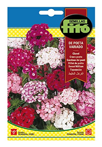 Semillas Fitó 544 - Semillas de Clavel de Poeta Variado