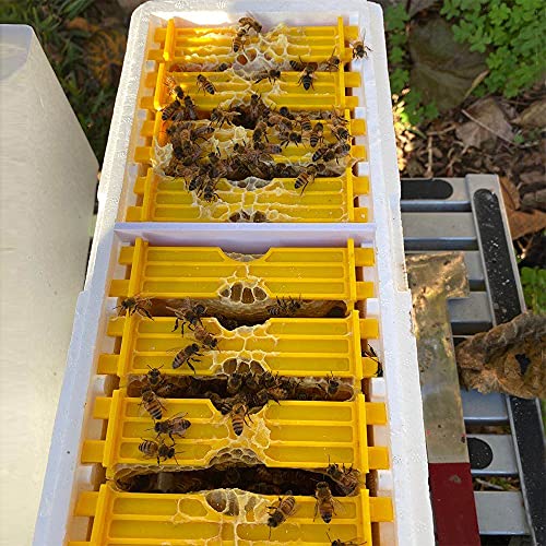 Bee Hives Boxes Plus Double Layer Queen Bee Mating Nuc Box Nuc Box for Bees Queen Rearing Beehive for Beekeeper - Image 4