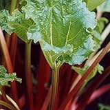 Rhubarb Seeds - Victoria Variety - 50 Seeds - Heirloom, Non-GMO Vegetable Gardening Seeds - Perennial Rhubarb