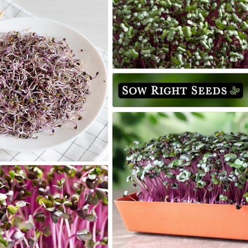 Sow Right Seeds - Red Cabbage Microgreen Seed for Growing - Instructions to Grow Your Own Delicious and Healthy Microgreens - Plant Indoors with no Special Equipment - Super Easy Superfood Sprouts
