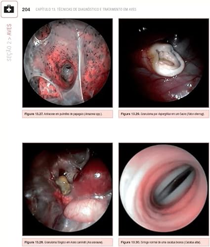 MANUAL CLÍNICO DE ANIMAIS EXÓTICOS