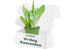 Moonshine Snake Sansevieria - The Perfect Indoors Greenery