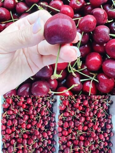 AJ`F[ A 嗱 9.5?10row ZÂ VN At[c ʕ ip ăMtg ʃTN{ ԗЎq N (2KG)