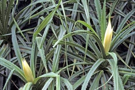 KAROLANE® Sample Gagan-dhul Ketaki Jambul Kia Jambala Kegdi Khevada Kedwa Keora Screw Pine Pandanus Odorifer Plant (B07ZRNFRTX) Amazon Price History, Amazon Price Tracker