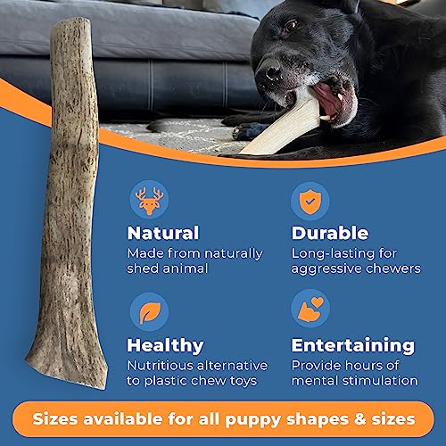 K9Warehouse® - Elk Antlers For Dogs - Natural, Long-Lasting Dog Antler Chews - Split Antlers For Aggressive Chewers - Deer Antler Chew Bones For Small, Medium, Large & Extra Big Dogs #TOP7