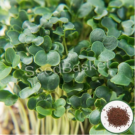 Seed basket Native/Non-GMO Microgreen Kale Seeds(1000 Seeds with More than 70% Germination) And Instruction Manual (B09H4GPTHK) Amazon Price History, Amazon Price Tracker