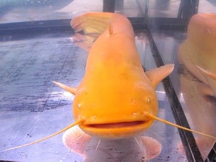 アルビノ ヨーロッパオオナマズ ベビー 1匹 ピーデー熱帯魚センター 観賞魚 水中生物 通販 Amazon