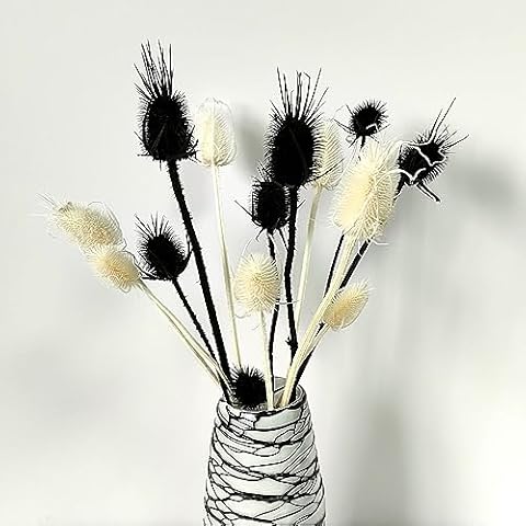 GHY Decor 5 Stems Real Dried Thistle Flowers Black White Bleached Thistle Bundle - Mixed Cover