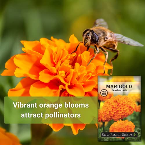 Sow Right Seeds Crackerjack Marigold Seeds - Non-Gmo Heirloom Seeds With Instructions To Plant A Beautiful Flower Garden - 750Mg (About 350 Seeds) - Wonderful Gardening Gift (1) #TOP2
