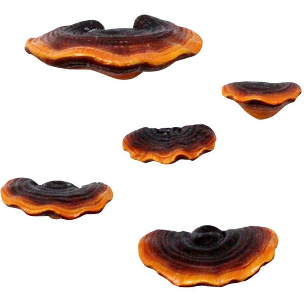 Étagères flottantes en résine champignons : lot de 5 supports muraux reishi pour déco suspendue