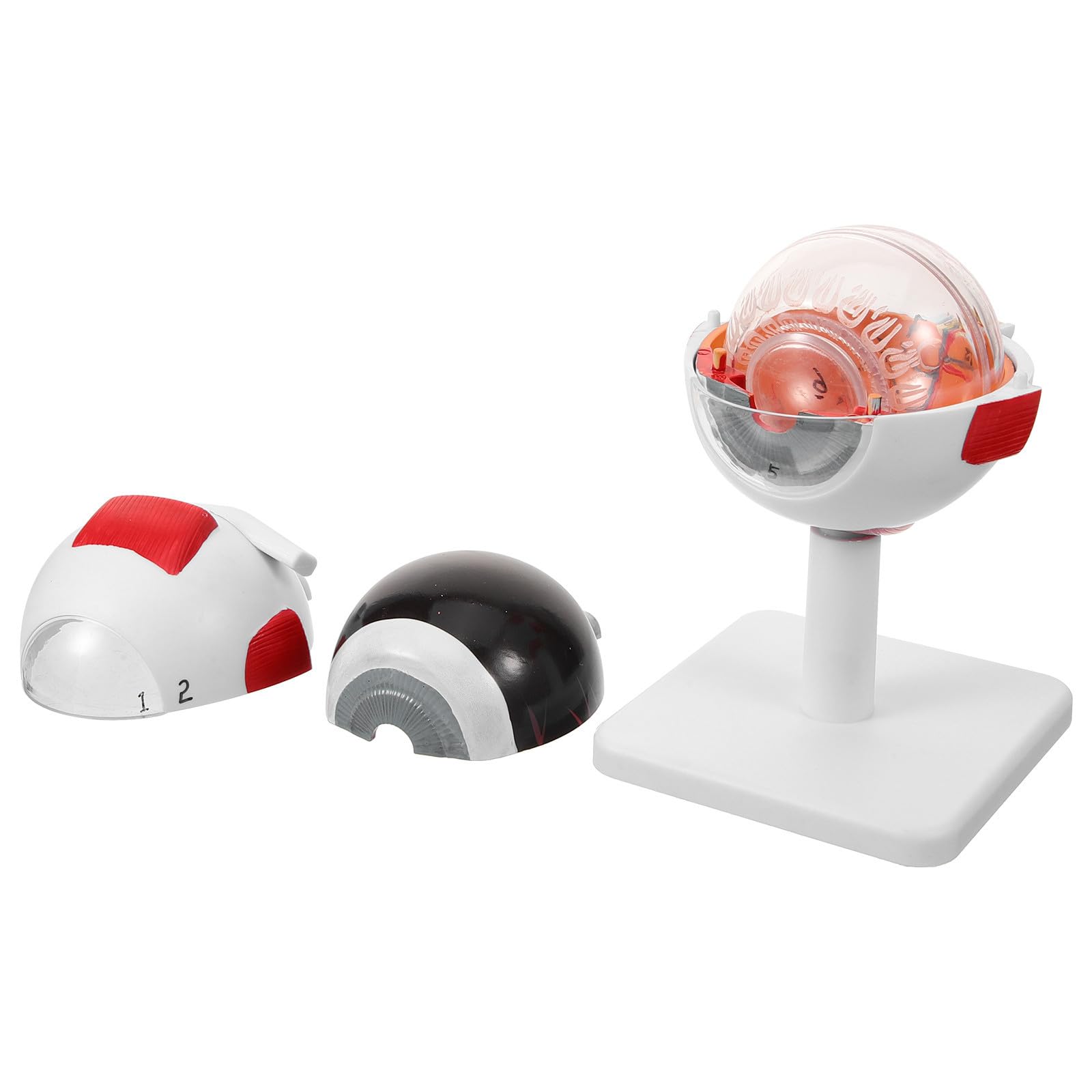 Modèle d'œil en PVC durable à échelle 3x pour démonstration anatomique et médicale - 8
