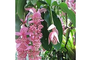 10PCS Medinilla Magnifica Flower Seeds For Sale - Triangle Rose Variation