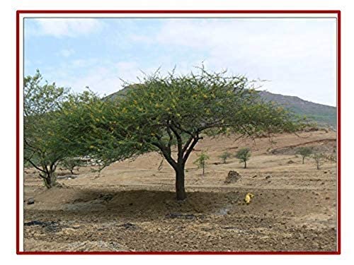 Keekar Tree India's Most Hated Tree Open The Magazine