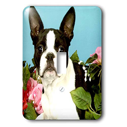 3dRose Dogs Boston Terrier - Emma Boston Terrier single toggle switch