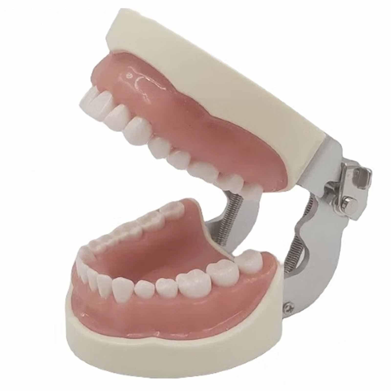 Modèle de Pratique de préparation de la cavité buccale avec 32 Dents - Modèle d'enseignement Standard de l'étude Modèle Dentaire - pour l'étude Modèle d'enseignement Standard pour Adultes