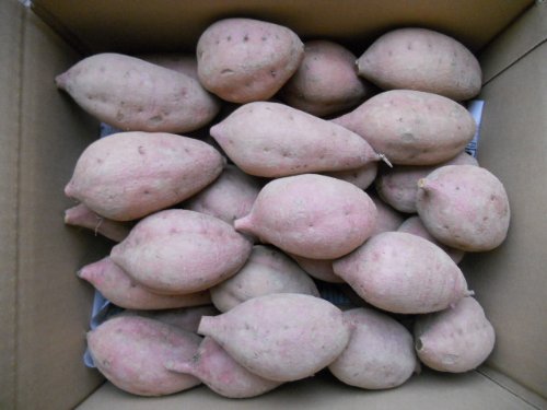 ��q���Y���[���gMS�T�C�Y5��������