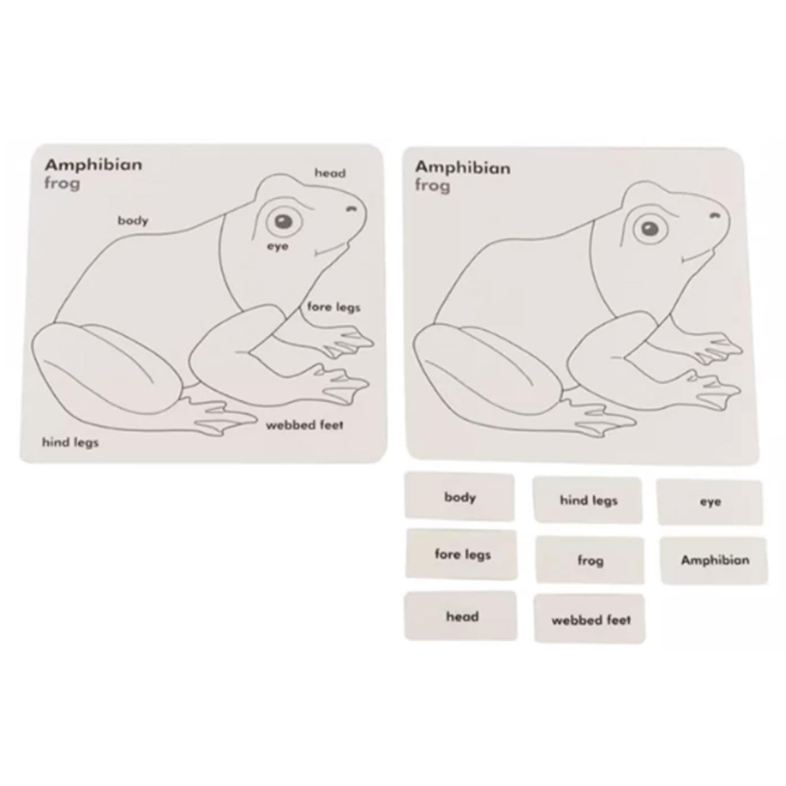 Carte Montessori a 3 Parti con Vassoio di Legno per Ordinamento | Carte Nomenclatura Animali e Piante, Materiale Linguistico Biologia, Giocattolo Educativo Classificazione Scientifica