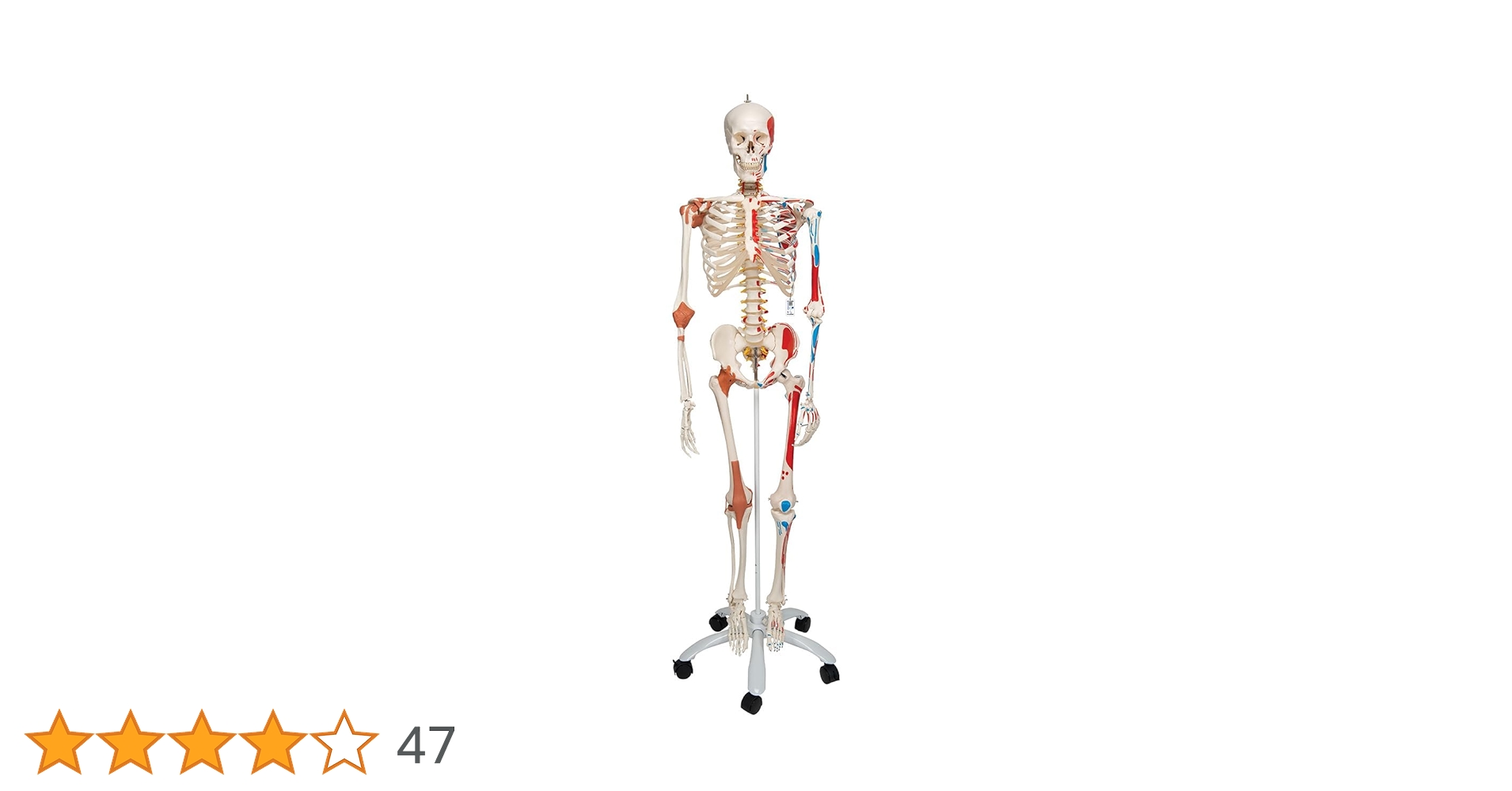 Amazon.co.jp: 人体骨格模型，脊柱可動・靭帯再現・筋の着色 - サム