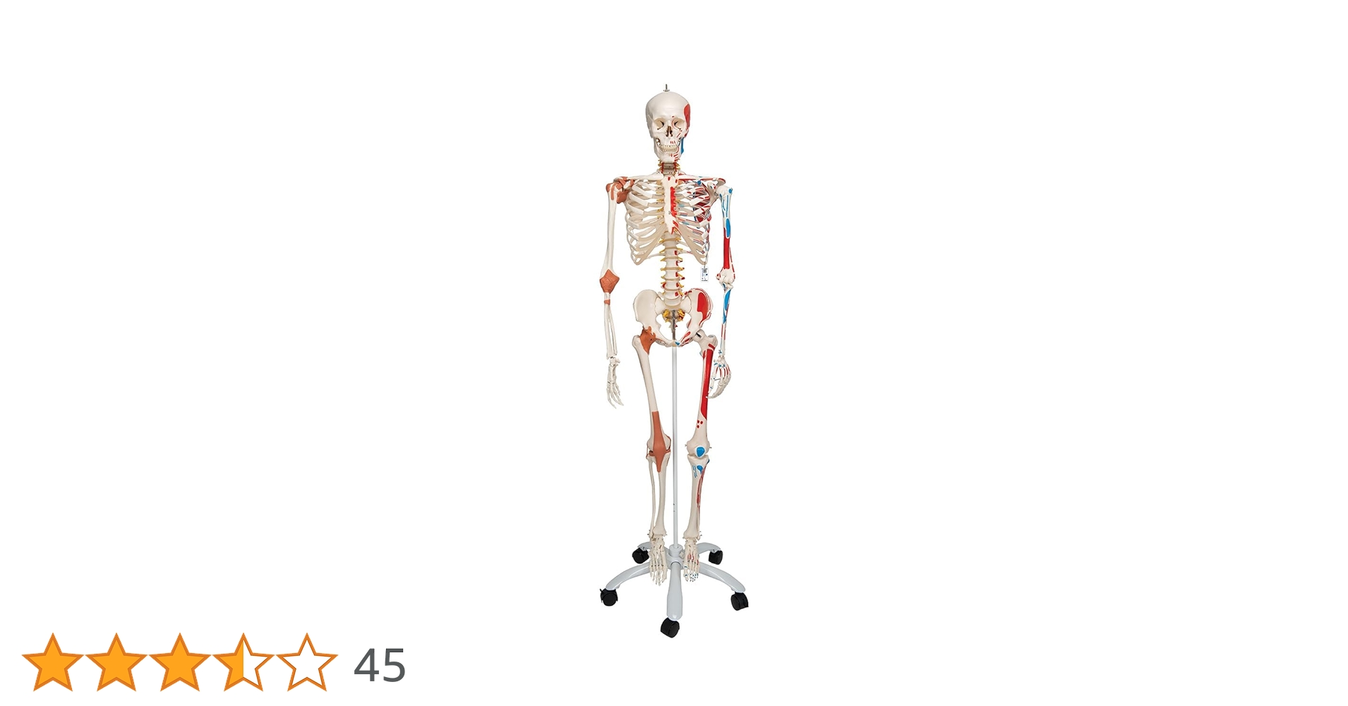 未使用品　人体模型 人体骨格モデルA10 3B SmartAnatomy Human Skeleton Model Stan | 1020171 | 3B Scientific | A10
