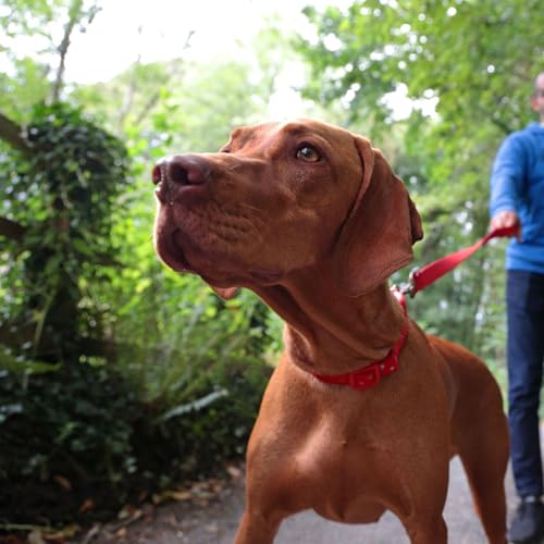 Page de couverture de Chien qui tire en laisse : comprendre et corriger ce comportement durablement