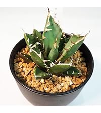 Amazon｜ITANSE アガベ 鬼爪(ゴーストクロウ) 3.5号 1個