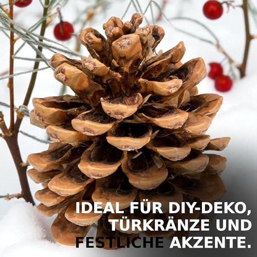 Foto von NaDeco Pinienzapfen groß 10 Stück, 8-12 cm, Pinus pinea, Naturdeko