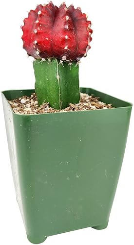 Gymnocalycium Mihanovichii Moon Cactus Ideas de decoración de regalos de cactus, cactus únicos y saludables para decoración del hogar y la oficina