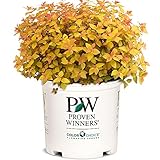 2 Gallon Proven Winners Spirea Double Play Candy Corn Shrub