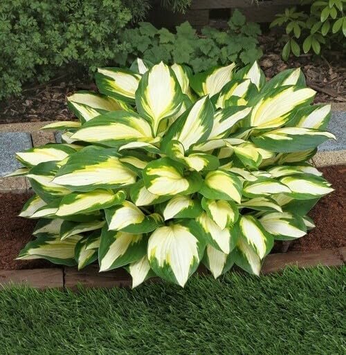 5 Color Festival Hosta Bareroot Plants