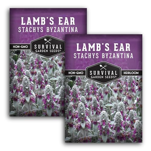Lambs Ear Seeds for Planting - Heirloom Wooly Betony - Silvery Perennial Flowering Plants for Shade Gardens, Borders & Drought Tolerant Landscapes 