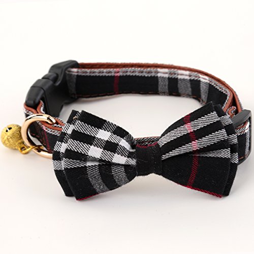 Best Small Collar For Dogs