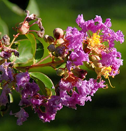 Hochstamm Chinesische Kräuselmyrte Purple Star® 80-100cm - Lagerstroemia indica - lebende Gartenpflanze aus den Baumschulen