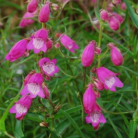 Plant World Seeds Penstemon 'Sunburst Ruby' Cover