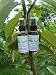 Hair loss treatment - 2 oz - ORGANIC - extracts of guava - No Side Effects - Natural vitamins and minerals stop hair loss & re-grows hair!