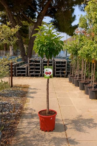 Cerezo Lapins – Prunus avium | Árbol frutal en maceta 10 L | Altura mínima 140 cm