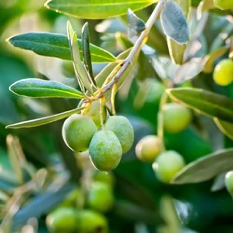 Mphmi Seedless Plant Indoor Plants Olive Plant : Amazon.in: Garden