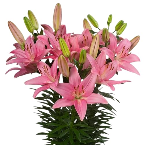 Azucena Natural Planta de Exterior con Flores Resistente y de Poco Riego