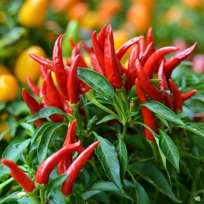 Ritz Farming� Imported vegetable Chilli surajmukhi F1 Hybrid seeds For YourGarden and home gardening (Pack Of 70-80 Seeds) (B0BNQ41ZLR) Amazon Price History, Amazon Price Tracker