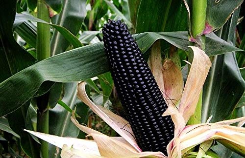 M-Tech Gardens Rare Black Corn Ornamental Tropical Fruit Cereals Seeds for Growing (5 Seeds Pack) (B07H38DYBT) Amazon Price History, Amazon Price Tracker