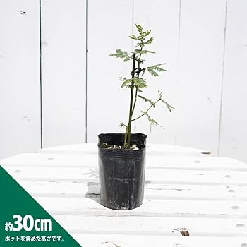 ミモザアカシア　プルプレア　樽型鉢植え　苗　シンボルツリー 楽天市場】アカシア 3.5寸 苗木 シンボルツリー 庭木に ミモザ