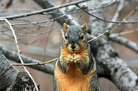 Amazon アート印刷 絵画風 壁紙ポスター はがせるシール式 正面図 齧歯類 木 小枝をリス 写真 絵画 壁飾り キャンバス ステッカー 75cmx50cm ウォールステッカー オンライン通販 Amazon アート印刷 絵画風 壁紙ポスター はがせるシール式 正面図 齧歯類 木 小枝をリス 写真 絵画 壁飾り キャンバス ステッカー 75cmx50cm ウォールステッカー オンライン通販